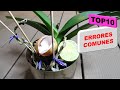 Top 10 | Peores Errores Comunes al Cultivar o Cuidar Orquideas  #308