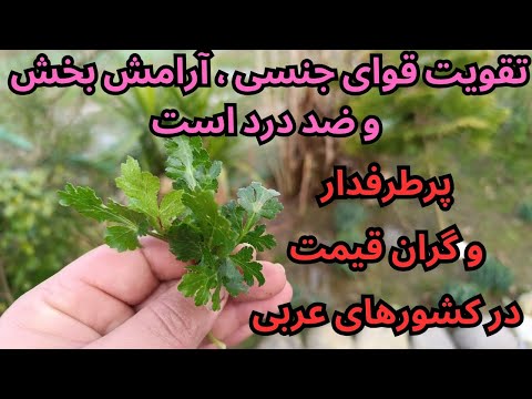 بیشتر ایرانیان نمیدانند این گیاه چه خواصی دارد و چرا در جهان انقدر گران قیمت است اما در ایران فراوان
