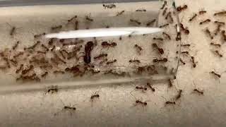 Pheidole hyatti (bicolored) update #2 6/26/22