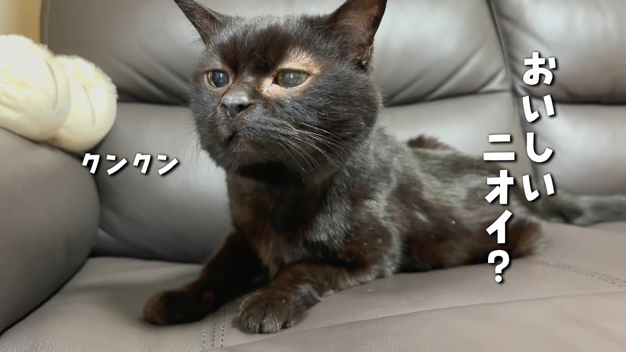 体調が悪かった18歳黒猫ルカちゃん。その後の様子