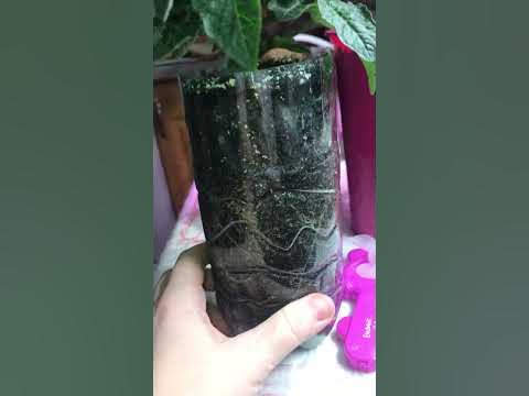 Обзор томата «оранжевая шапочка» от агрохолдинга «поиск» - YouTube