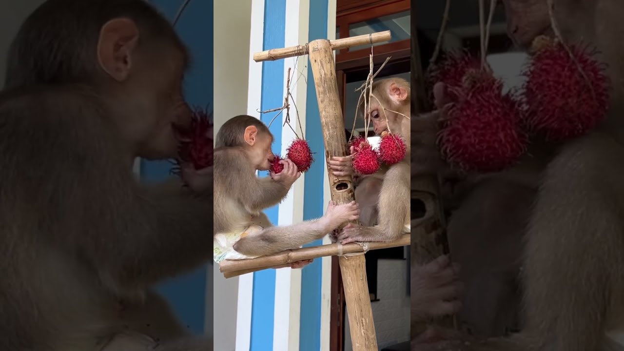 Tina And Xuka Know How To Share Fruits With Each Other So Happily Monkeyfamily