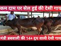 मंडी ङबवाली की सुपर देसी गाय|Dabwali Mandi ke super Desi Cow's|Khanna Pashu mandi| खन्ना पशु मंडी