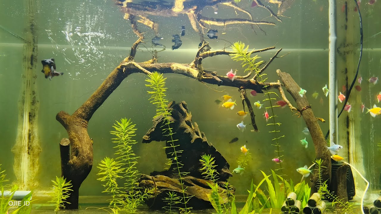 GLOWFISH AND MOLLY PLATINUM