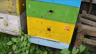 семьи пчел вошли в роевое состояние - как их вывести из роевого и мед товарный не потерять