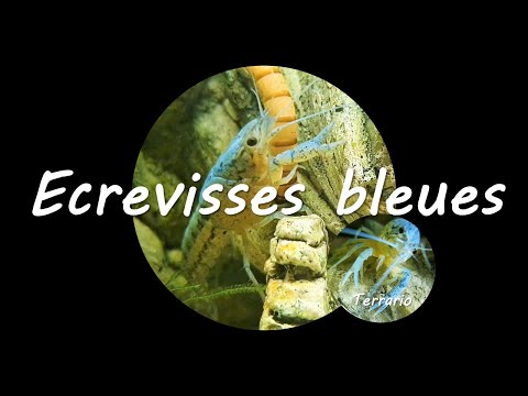 Vidéo: Comment Nourrir Les écrevisses