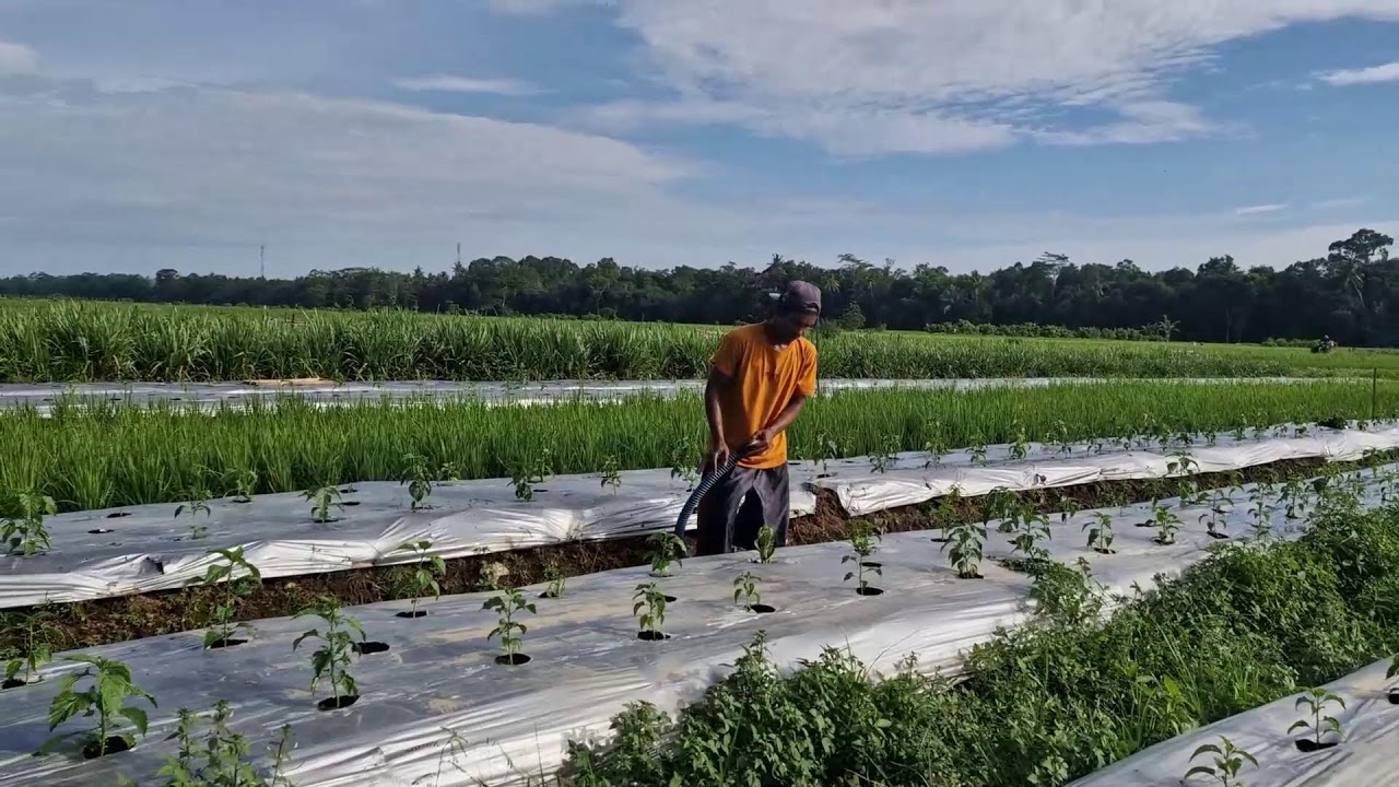 SMART IRRIGATION: KEEP YOUR CHILI PLANTS HEALTHY WITH JUST ONE HOSE SPRAY!-Agriculture Farming