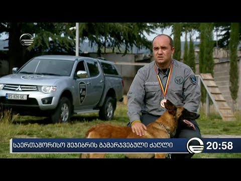 საერთაშორისო შეჯიბრის გამარჯვებული ძაღლი