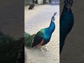 孔雀 ヒステリアス 黒夢