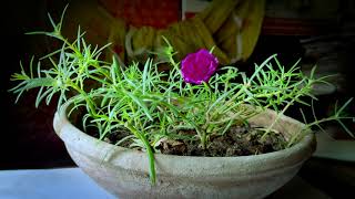 T I M E L A P S E Flower blooming 10'O clock  ||TIMELAPSE|| screenshot 4