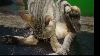 Cat breed Series  2 Bahraini Dilmun (4k)  Found in North America with Documentary English Subtitles