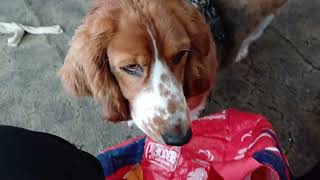 Blossom has a look in the treat bag! 👜 by Blossom the Basset Hound 102 views 2 days ago 27 seconds