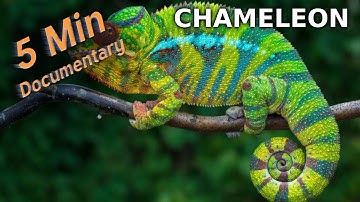 Chameleon - 5 Minute Documentary