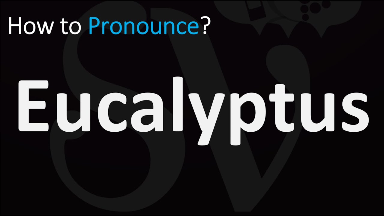 How to Pronounce Eucalyptus? (CORRECTLY) YouTube