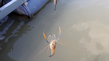 RICE SHRIMP (CÂU TÔM CÀNG XANH TRÊN SÔNG LÀNG BÈ BÌNH THẠNH)