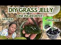Harvesting &amp; Making Fresh Grass Jelly from Our Garden