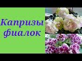 Какие бывают капризы у фиалки и как ей помочь.