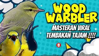Suara Burung Wood Warbler Jernihcocok Untuk Masteran Sogon Pleci Konin Dll