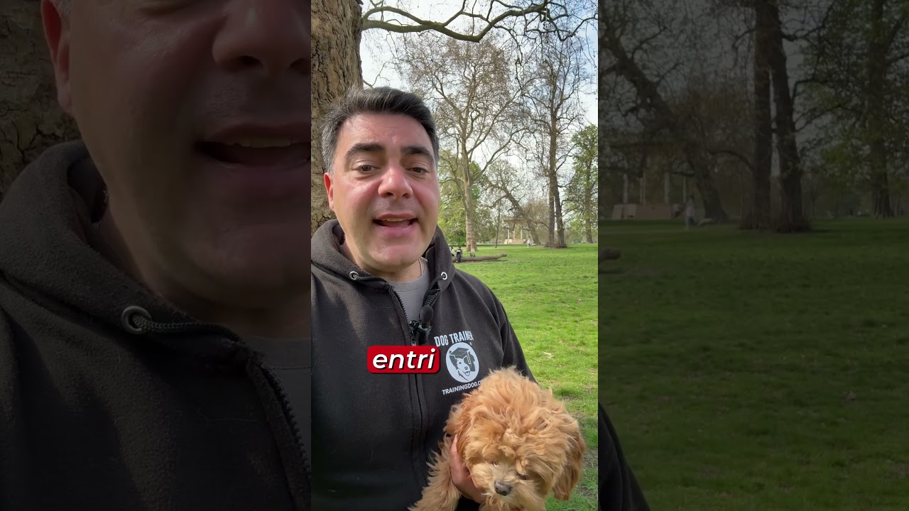 Il tuo cane ti ignora? 