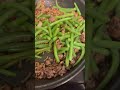 earlier dinner #food #cooking #recipe #shortsvideo #homecooked #beefrecipe #minced #beef