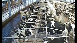 Cow Housing Timelapse - Shropshire Uk 050311