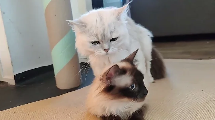 Watch the video about Persian cat mating with Siamese female
