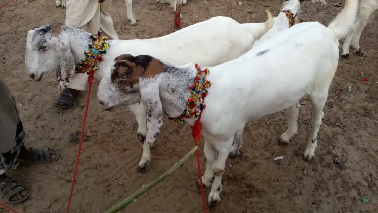 etrian odyssey nexus birds of a feather Bakra Mandi Sohrab Goth Latest Updates