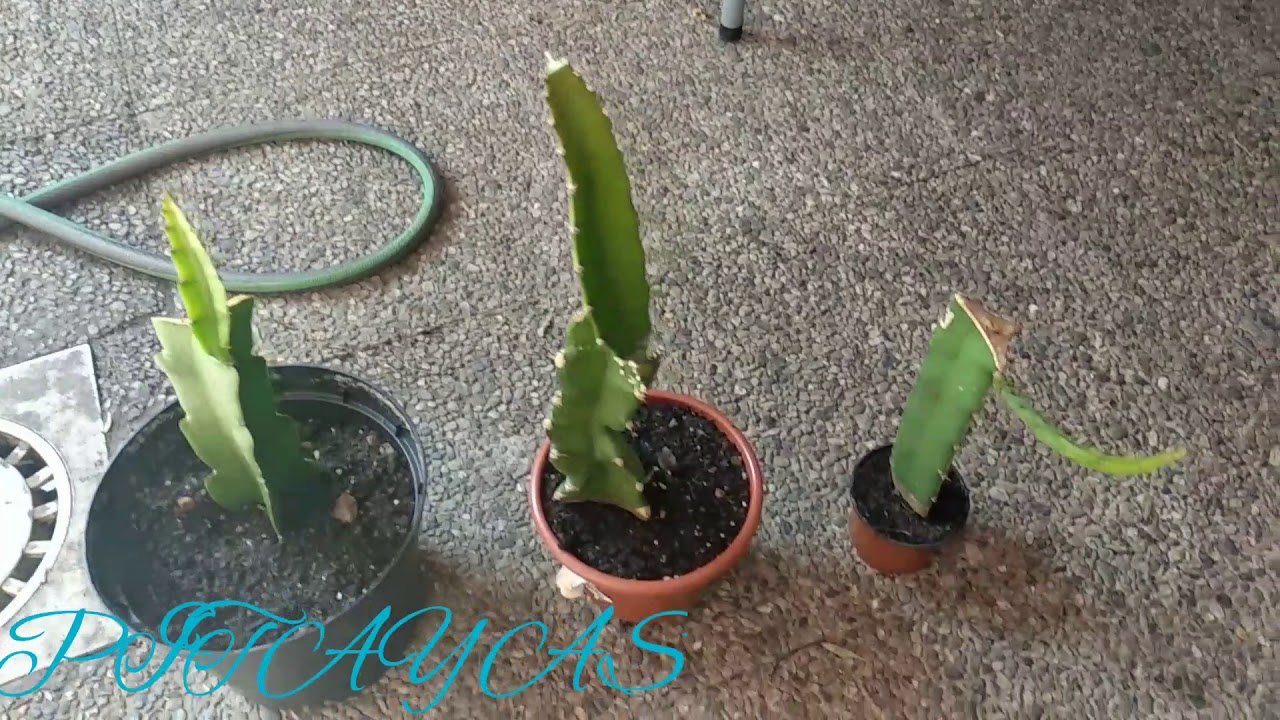 CACTUS DRAGÓN FRUIT (HYLOCEREUS) 