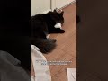 This was actually awhile ago but still unfortunate nonetheless #cats #blackcats #menace #love #cat