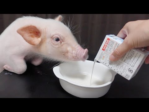 初めてミルクを飲んだミニブタの反応がこちらです...【56日目】