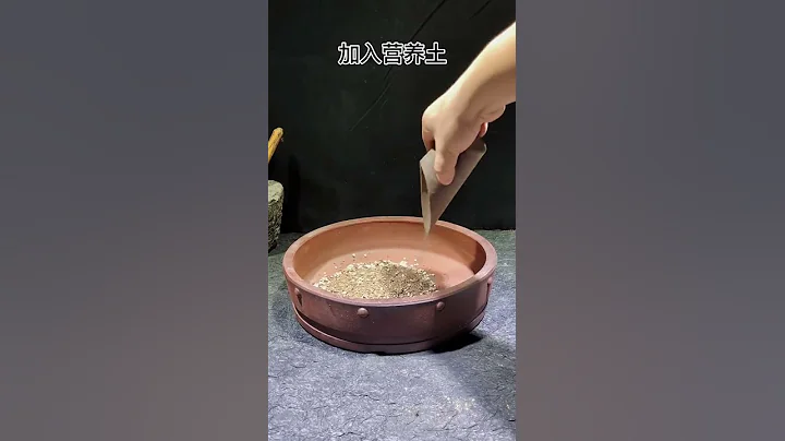 今天做一個有孔的小景#苔蘚微景觀#微型盆景 - 天天要聞