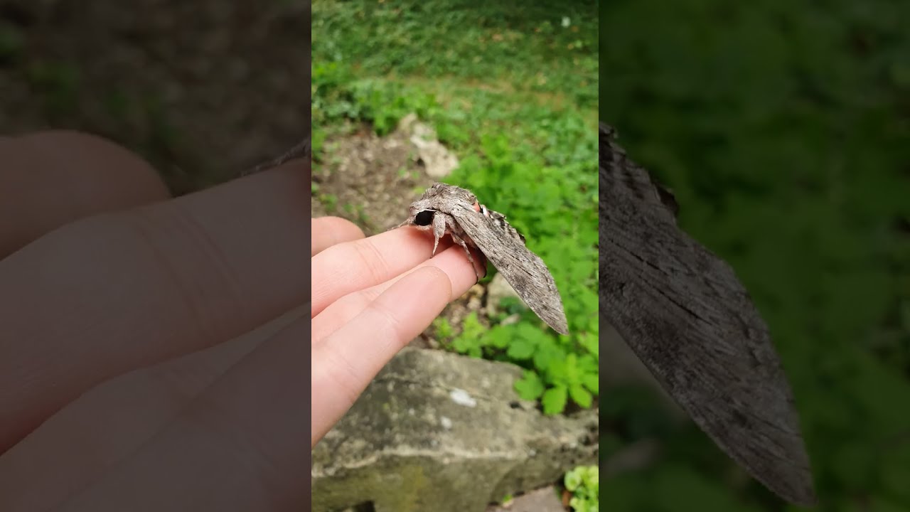 Un Énorme Papillon de Nuit ! - [Sphinx du Troène]