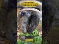 #hoofcare #hoof #hoofcleaning #cow #farrier #restoration