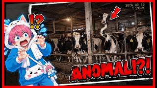 TERNYATA DI KANDANG SAPI KU ADA ANOMALI MENGERIKAN !! The Cattle