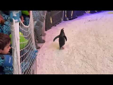 Atharv @ Ski Dubai | Snow Park | Penguin Show