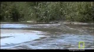 Information Puffer Fish Biography Update