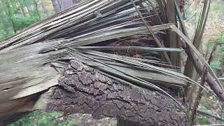 Sound Of Tree Breaking Asmr