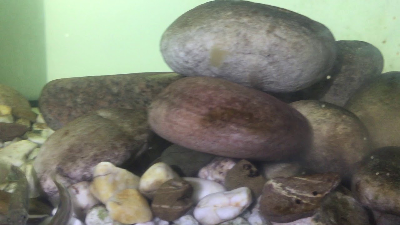 Garra rufa caught while spawning