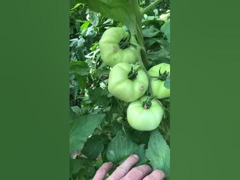 Пинк хит - YouTube