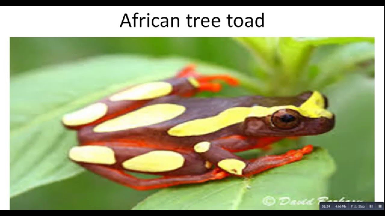 African tree toad - YouTube