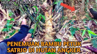 Penemuan Bambu Petuk Satrio Dihutan Paling Angker - Alam Bambu