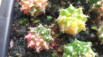 GYM LEM GIEO HẠT TẠI VƯỜN CỦA XRTK | XƯƠNG RỒNG TAM KỲ