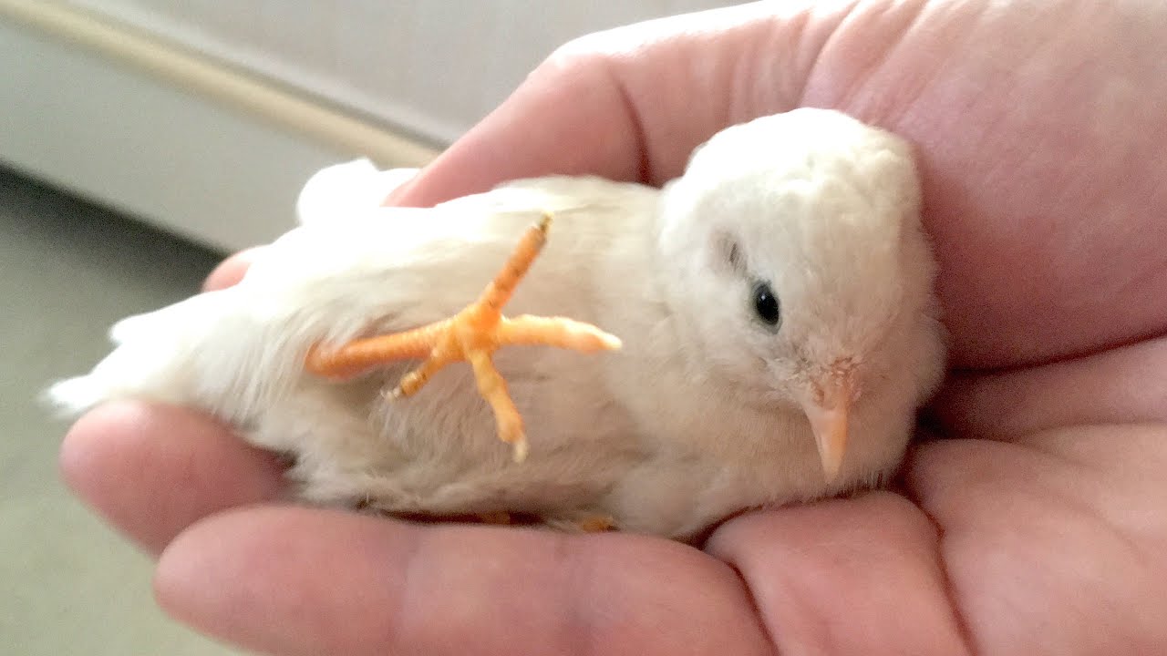 【姫うずら】手乗りプロジェクト Tame King Quail Project 