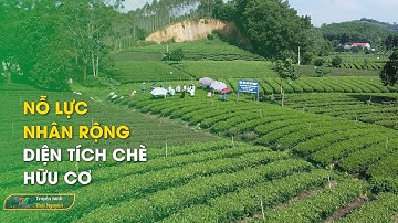Nỗ lực nhân rộng diện tích chè hữu cơ | Thái Nguyên TV