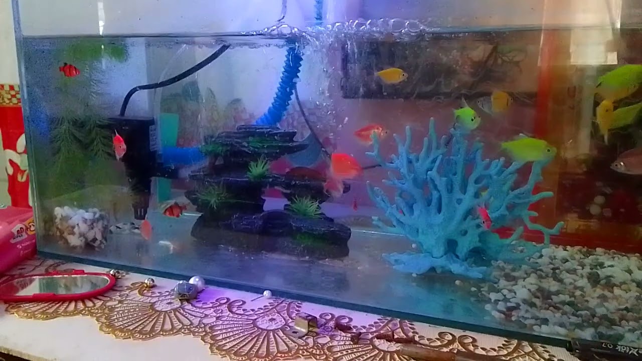 Hello everyone, ito yong alaga kung  mga isda ...