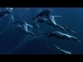 Shark and dolphin feeding frenzy  natures great events  bbc earth