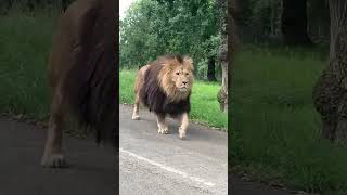 Lion shows up in the road TikTok by: emma.cxmpbell