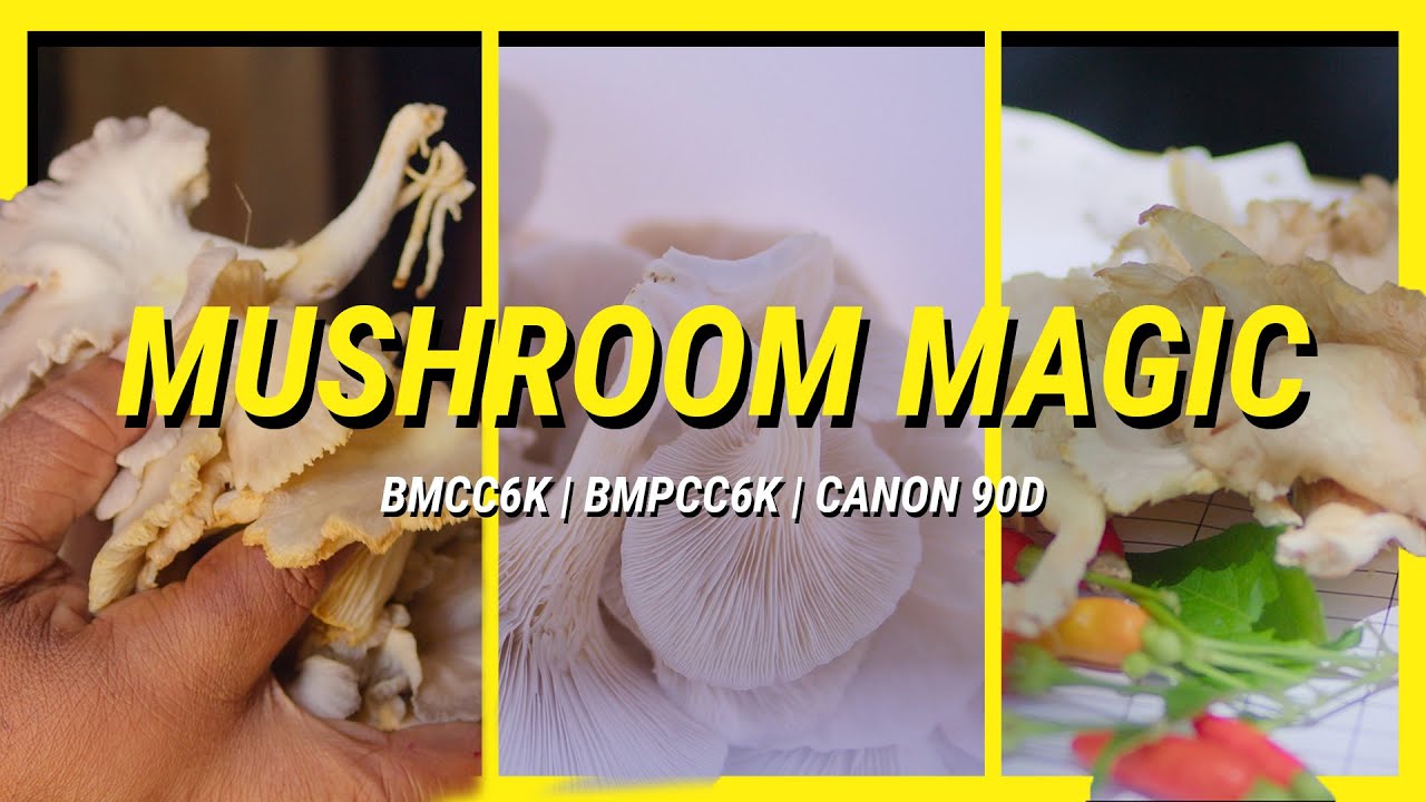 Mushroom Magic | Caribbean Mushroom Production Documentary