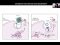 Regulation of the Cell Biology of Antigen Presentation in Dendritic Cells by Dr. Julie Blander