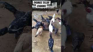 Feeding Chicken Eating Time